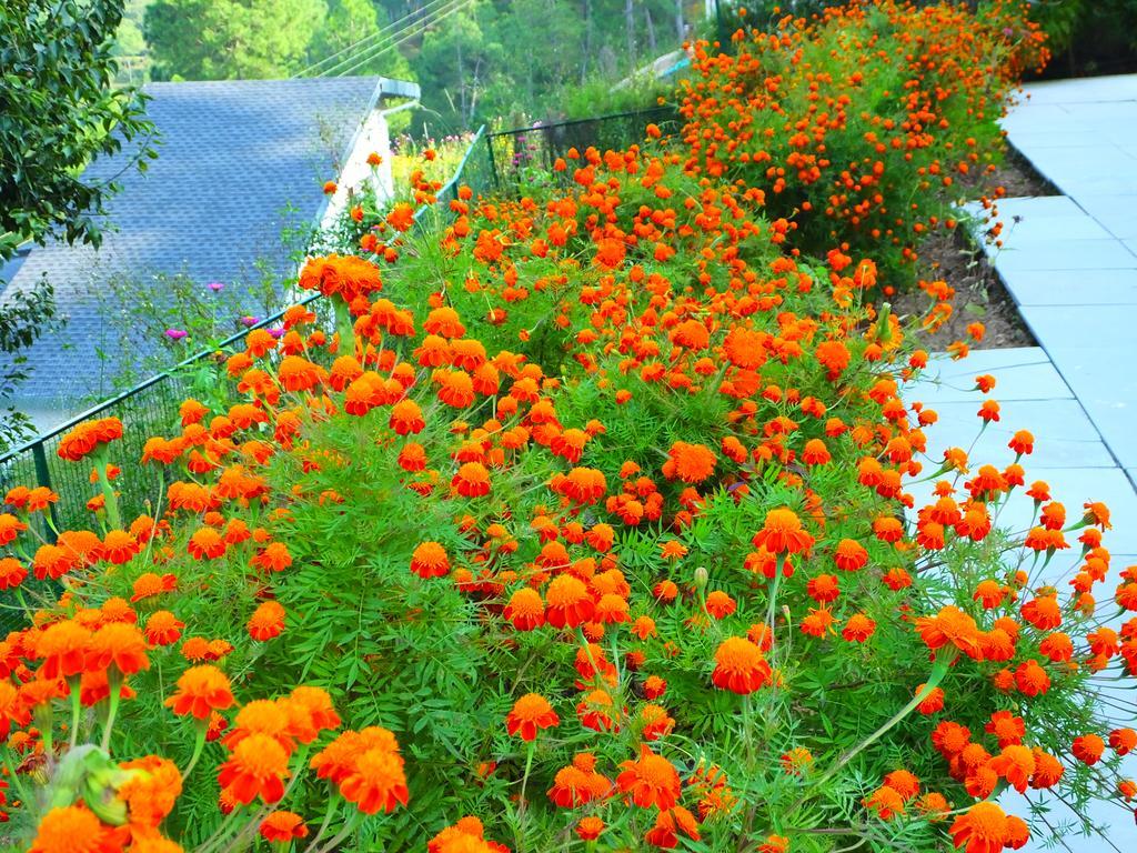 Hostie Sharanam - 2Bhk Pvt Mountain Villa, Majkhali Ranikhet Esterno foto